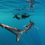 Jaws and Open Water Swimming
