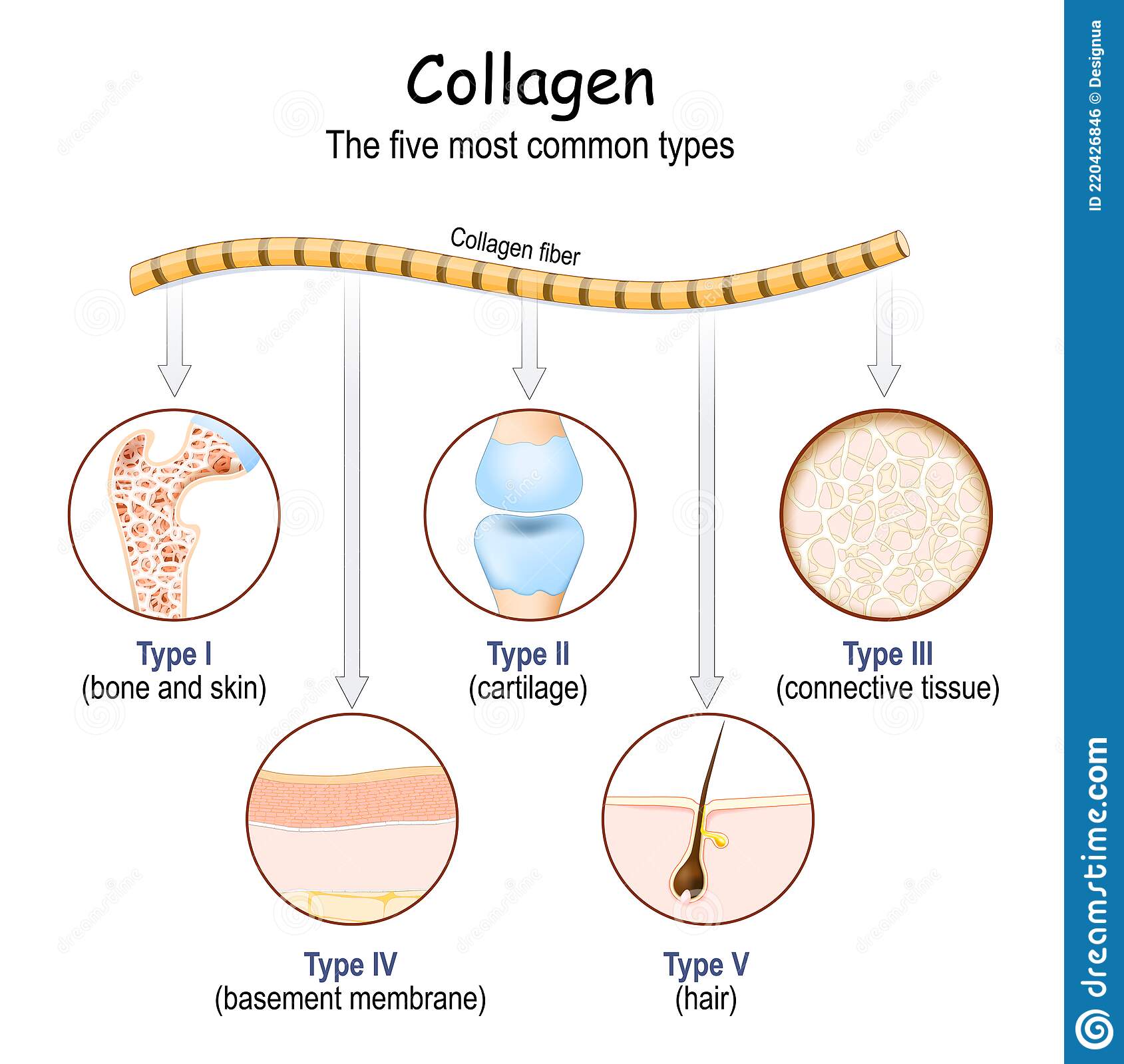 types-collagen-fibers-collagen-fibers-five-most-common-types-collagen-protein-vector-220426846